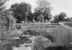 Lily pond