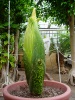 Titan Arum 2014