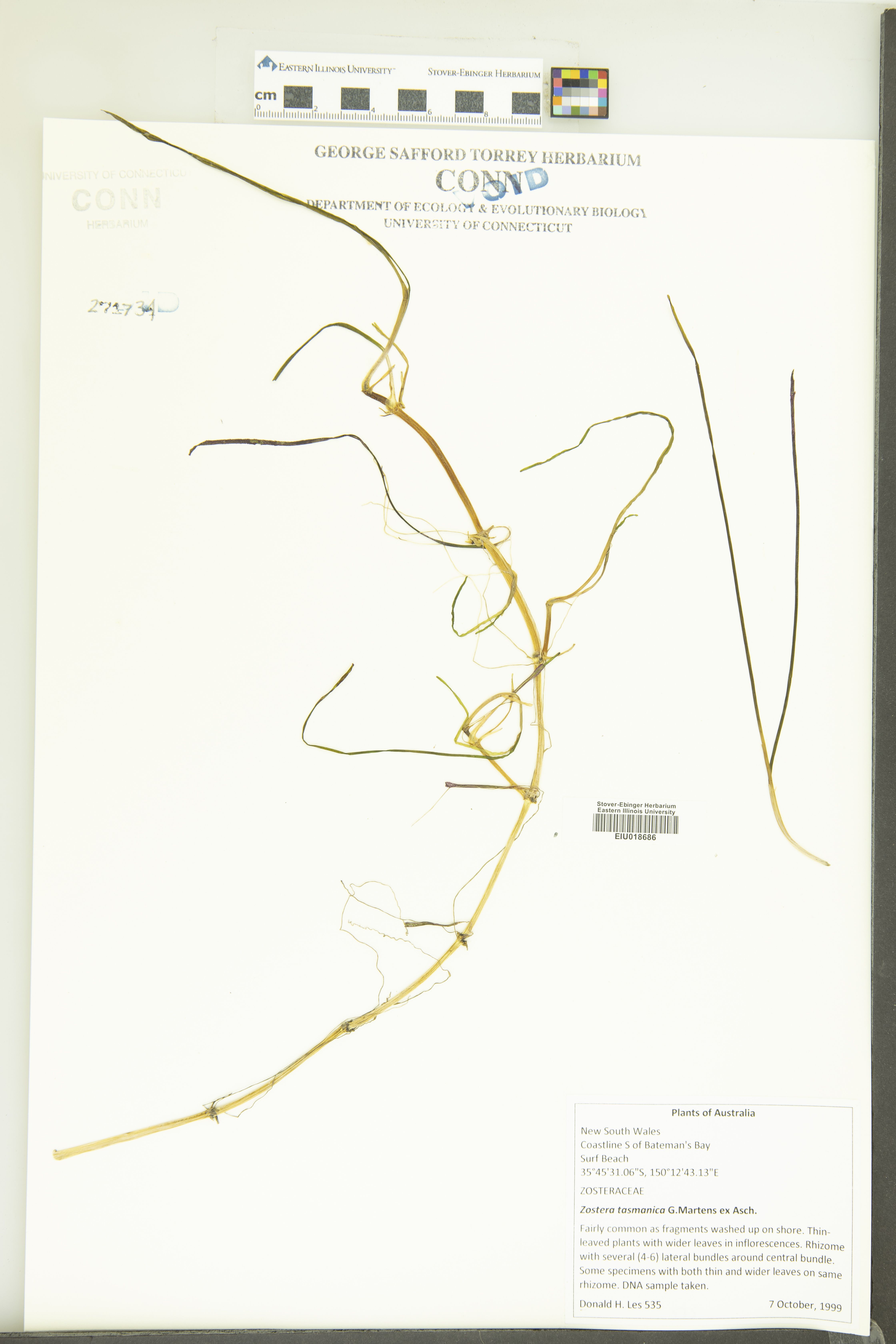 Zostera tasmanica thumbnail