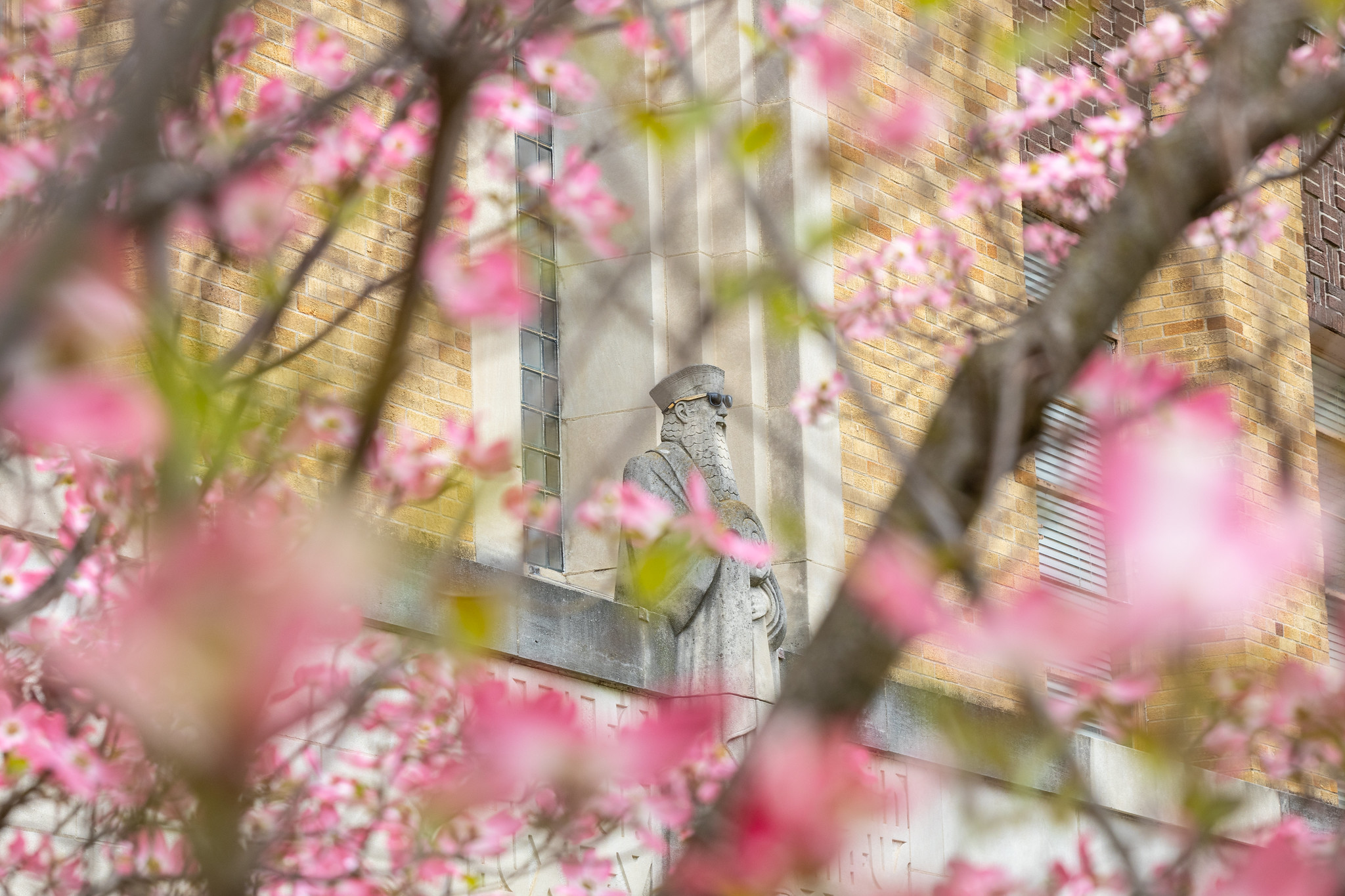 tree blossoms in front of McAfee Gym