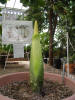 Titan Arum