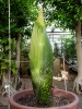 Titan Arum 2014