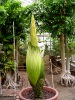 Titan Arum 2014
