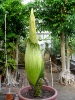 Titan Arum 2014