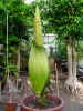 Titan Arum 2014