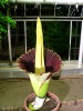 Titan Arum 2014