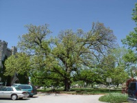 Eastern's Bur Oak, Spring 2003