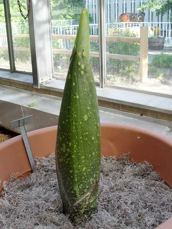 Eastern Illinois University :: H.F. Thut Greenhouse - The Titan Arum
