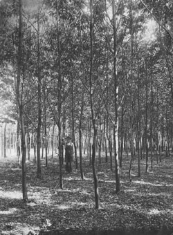 bishops wood c1925