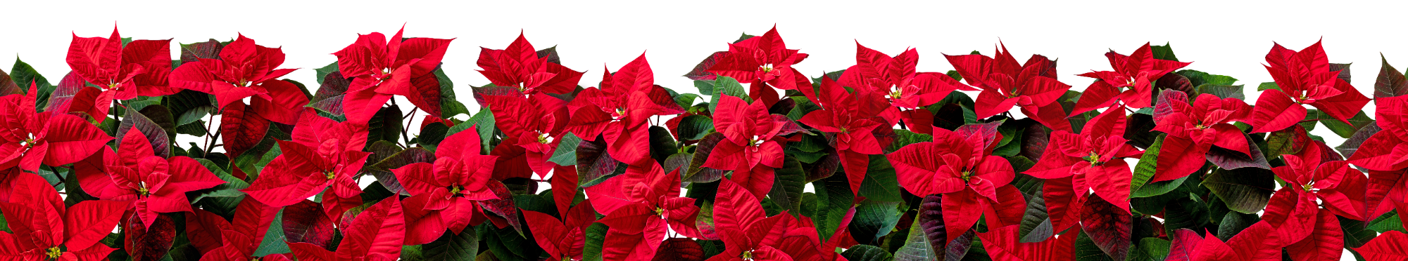poinsettia