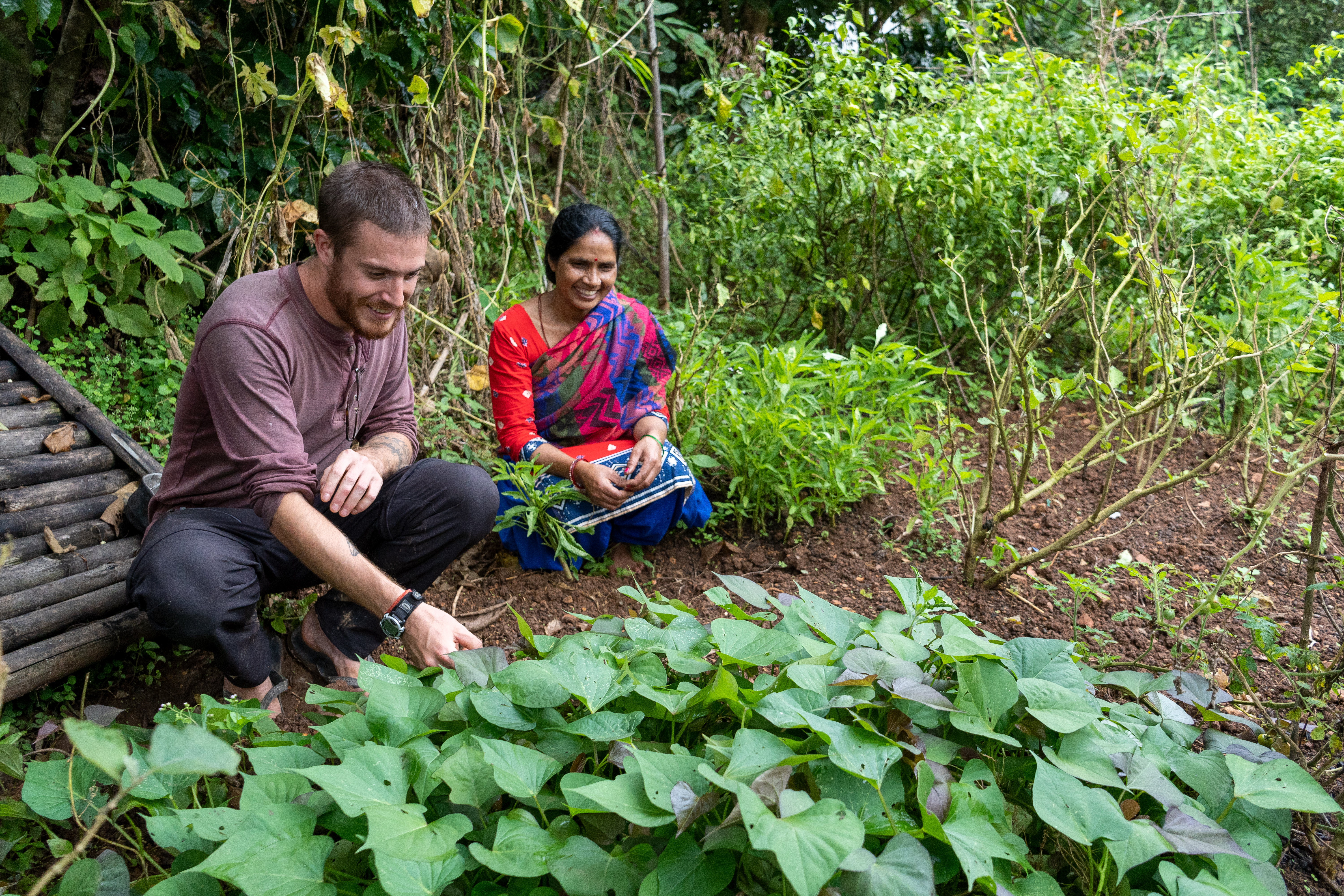 people working in rice fields