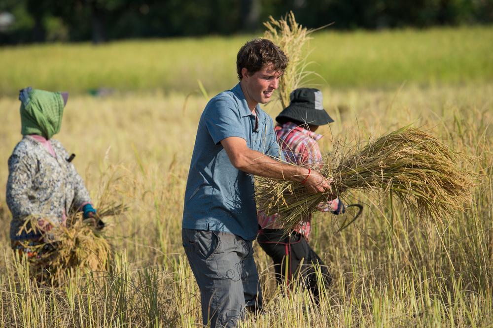 peace corps in cambodia helping with harvest